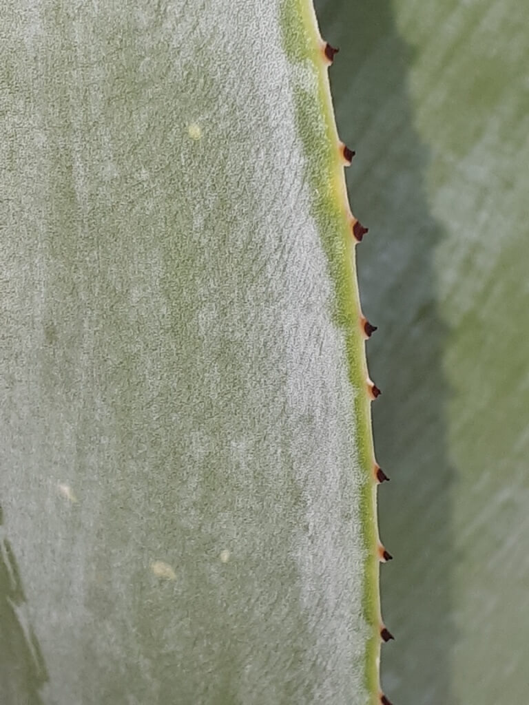 Agave guiengola 